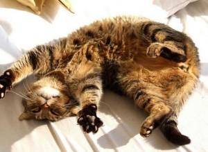 CAT REHOMING - REHOME A CAT- CATS FOR REHOMING