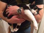 Kaeli Alli Calico Cats For Adoption Seattle WA 9