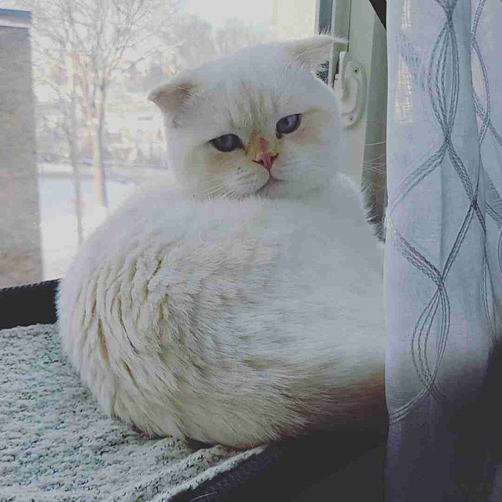 Adopted Persian Scottish Fold Mix Cat In Edmonton Ab Meet Yuki