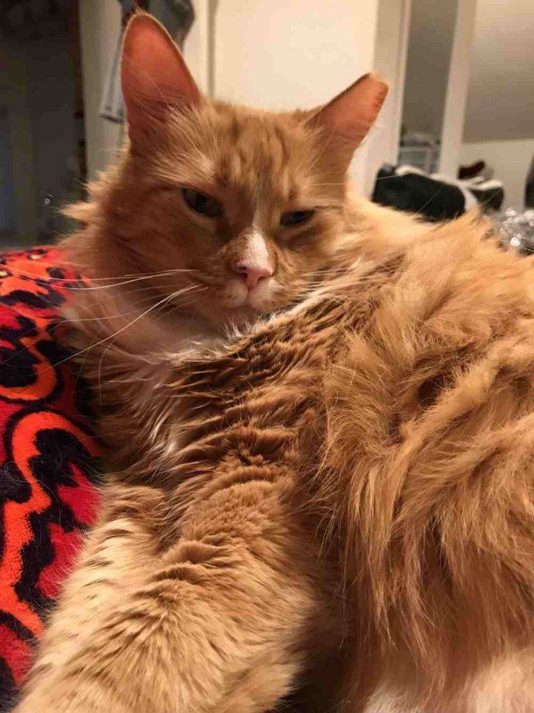 Pittsburgh PA Handsome Orange Tabby Maine Coon Mix Cat