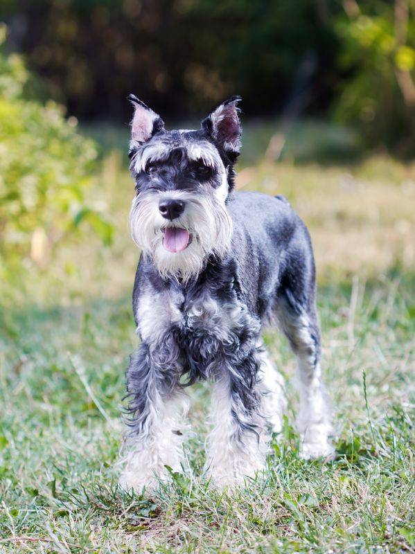 Miniature Schnauzer Rehoming And Adoption Pet Adoptions Network