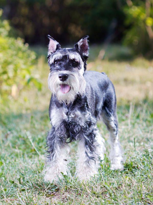 are schnauzer mixes hypoallergenic