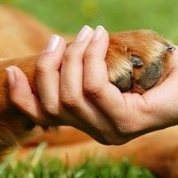 photo of a human hand holding a dog paw
