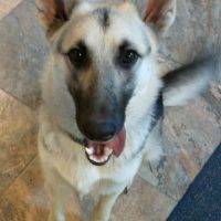 REHOMED Sensational Scout – Sweet 2 Year Old German Shepherd – Dallas TX