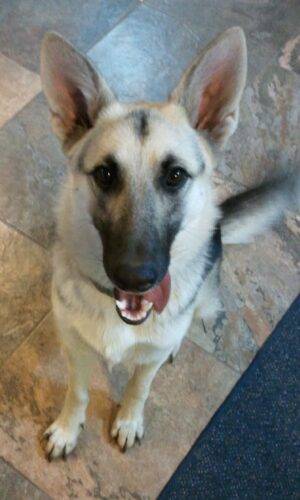 REHOMED Sensational Scout – Sweet 2 Year Old German Shepherd – Dallas TX