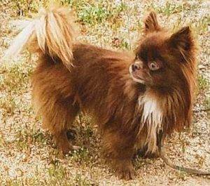 Long hair chihuahua dog for adoption in san diego california