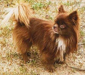 Long Hair Chihuahua Dog For Adoption in San Diego California