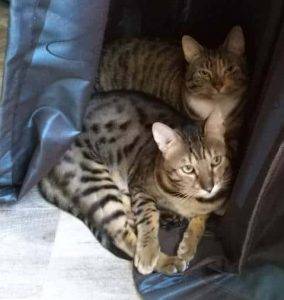 Squamish bc – savannah cat and maine coon mix cat for adoption