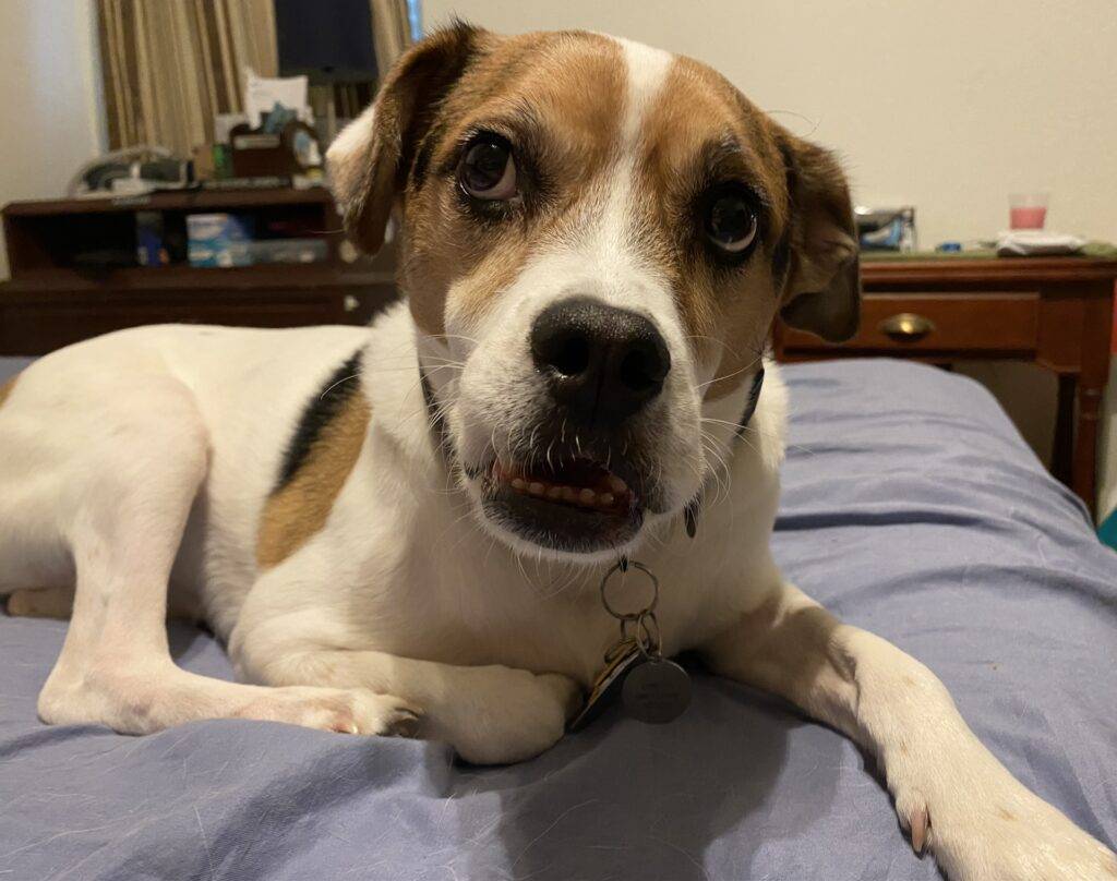 Harrier jack russell terrier mix dog adoption san antonio tx