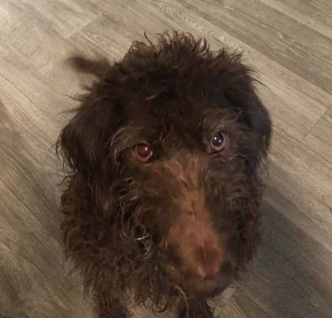 Brown Labradoodle Dog For Adoption by Owner in Port Orchard WA – Adopt Daisy Mae