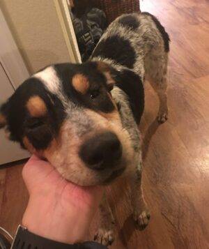 Beau - Blue Heeler For Adoption In Corpus Christi, TX