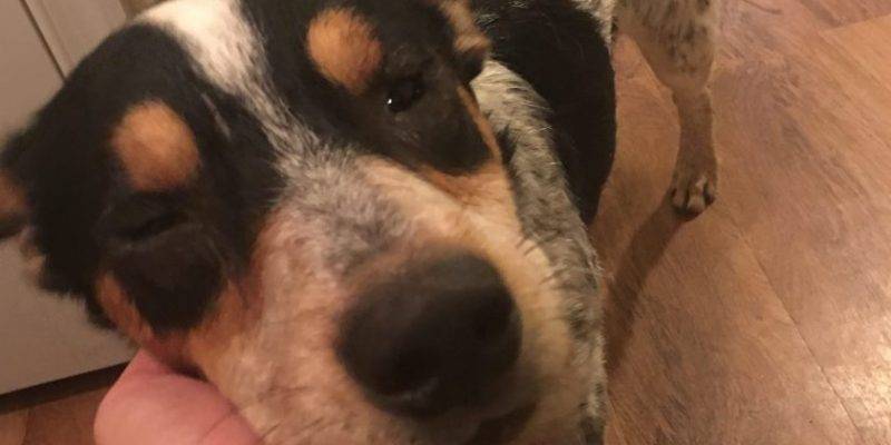 Beau - Blue Heeler For Adoption in Corpus Christi, TX