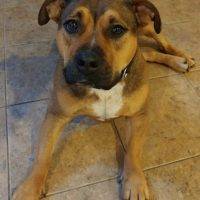 21 MO Female German Shepherd Boxer Mix Dog For Adoption – Sykesville MD – Adopt Macki Today!
