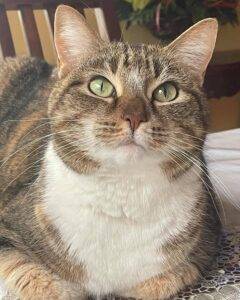 Brown tabby cat for adoption in lawrenceville ga