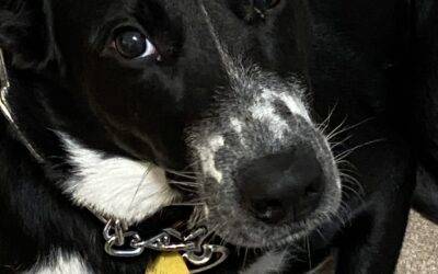 German Shepard Collie Dog For Adoption in Lawrenceville GA