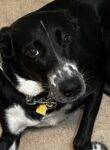 German Shepard Collie Dog For Adoption In Lawrenceville GA