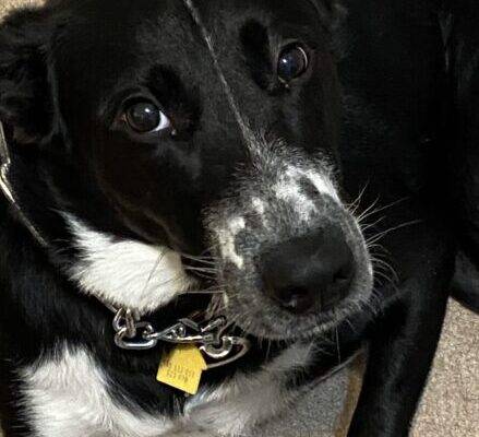 German Shepard Collie Dog For Adoption In Lawrenceville GA