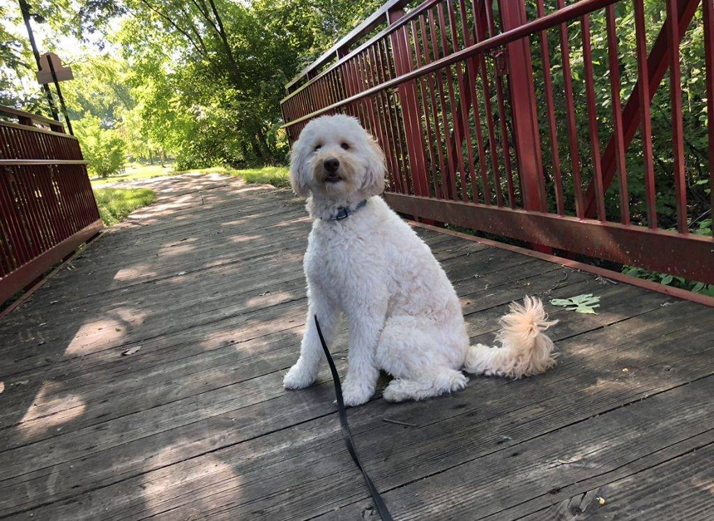 Male f1 b miniature labradoodle dog for adopted in indianapolis (zionville) indiana – meet smitty