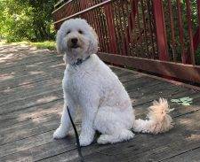 Male F1 B Miniature Labradoodle Dog For Adopted In Indianapolis (Zionville) Indiana – Meet Smitty