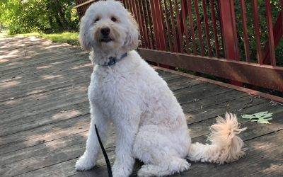 Male F1 b Miniature Labradoodle Dog for Adoption in Indianapolis (Zionville) Indiana – Supplies Included – Adopt Smitty