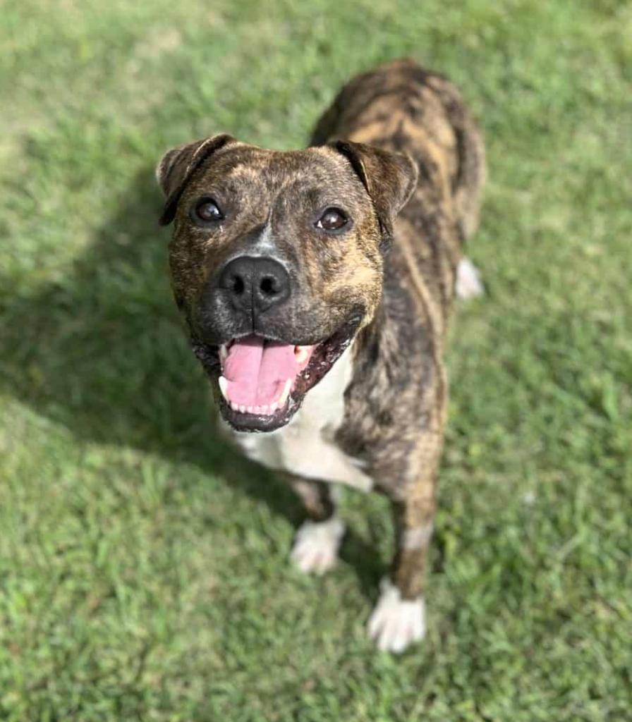 a dog standing on grass