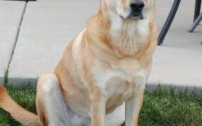 Yellow lab shiba inu mix dog for adoption in san diego bonita california – supplies included – suki