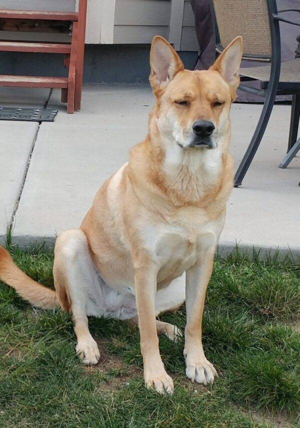 Yellow Lab Shiba Inu Mix Dog For Adoption in San Diego Bonita ...