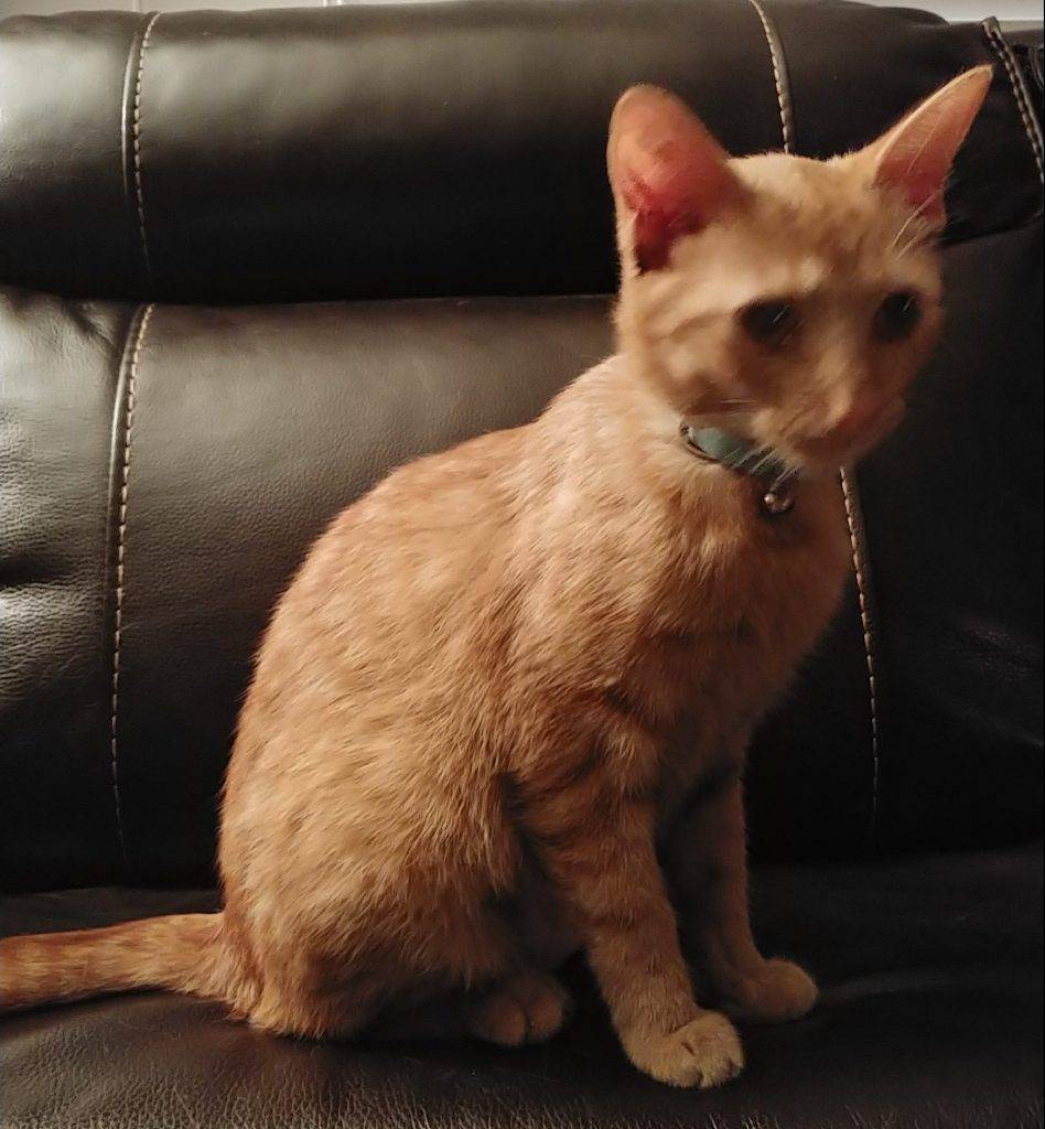 Orange tabby kitten for adoption in el cajon ca
