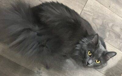 Exquisite longhair russian blue mix cat for adoption in snellville ga – meet dolly