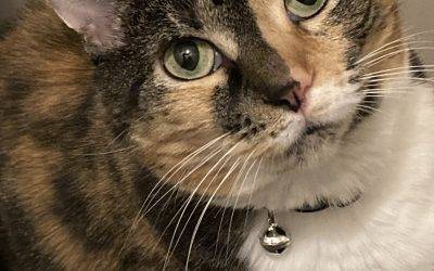 Gorgeous torbie cat for adoption in atlanta ga – adopt tigress