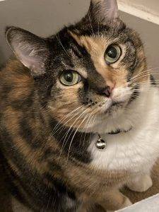 Gorgeous torbie cat for adoption in atlanta ga – adopt tigress