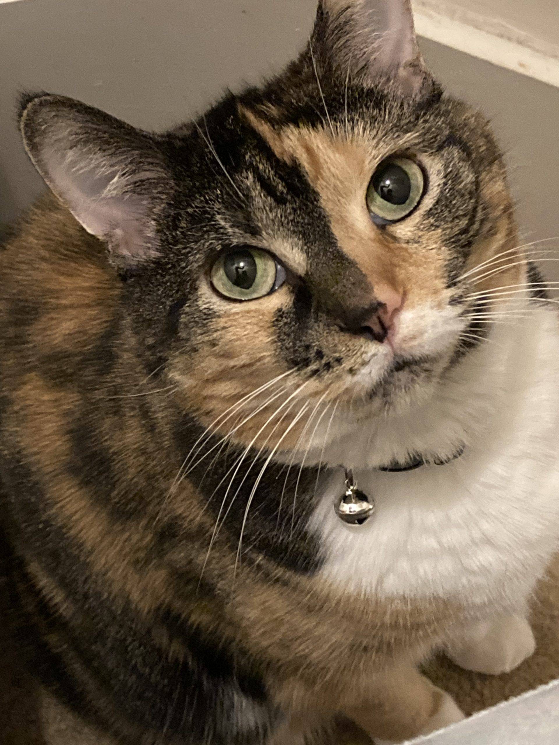Gorgeous Torbie Cat for Adoption in Atlanta GA – Adopt Tigress