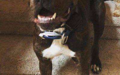 Chocolate labrador retriever mix dog for adoption in houston – meet cove