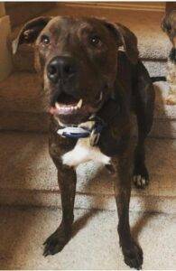 Cove Chocolate Labrador Retriever For Adoption In Houston TX