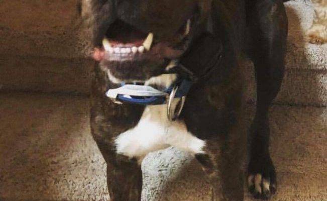 Cove Chocolate Labrador Retriever For Adoption in Houston TX