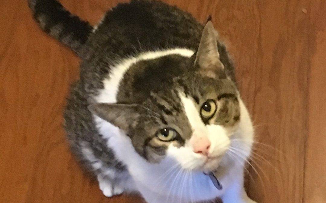 Memphis TN Tabby Tuxedo Cat For Private Adoption – Meet Adorable Alex