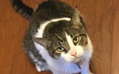 Adopted – memphis tn tabby tuxedo cat – meet adorable alex