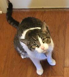 White With Tabby Markings Cat For Adoption Memphis TN