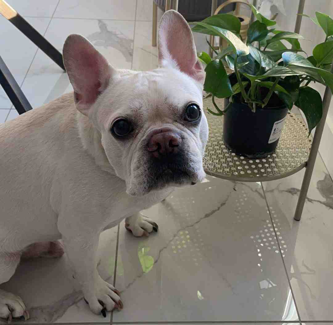 PreLoved French bulldog dog For Adoption by Owner in Edmonton Alberta