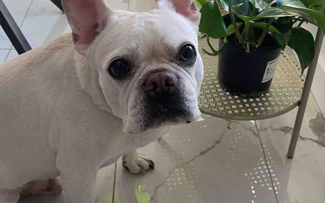 Pre-loved french bulldog dog for adoption by owner in edmonton alberta – jordan