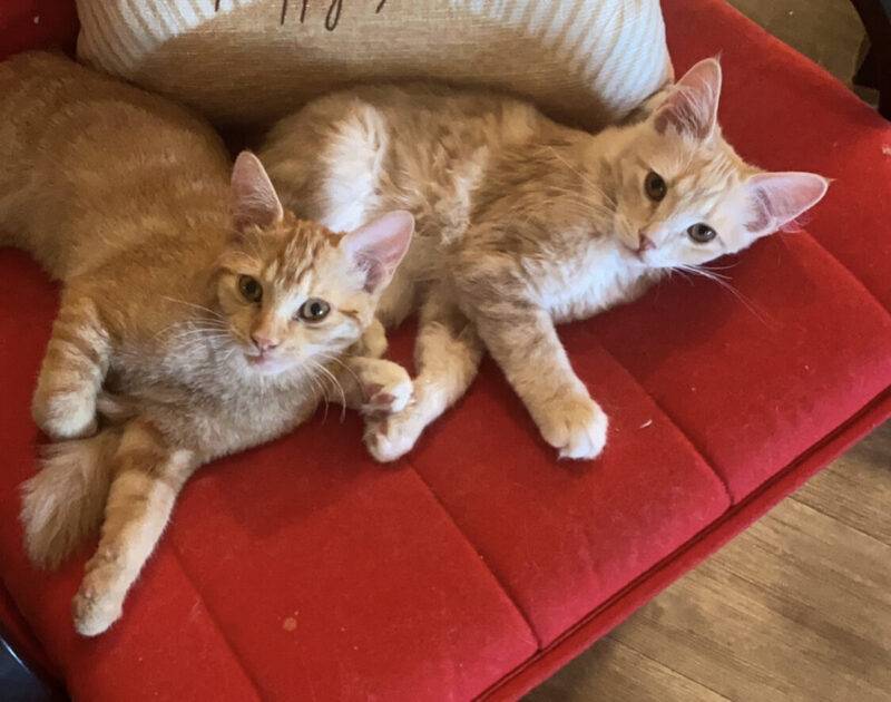 Orange Tabby Kittens For Adoption in Leduc Edmonton AB -Supplies Incl. -Adopt Cleo and Nimira