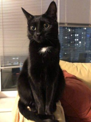 Sweet Black And White Cat For Adoption In Calgary AB