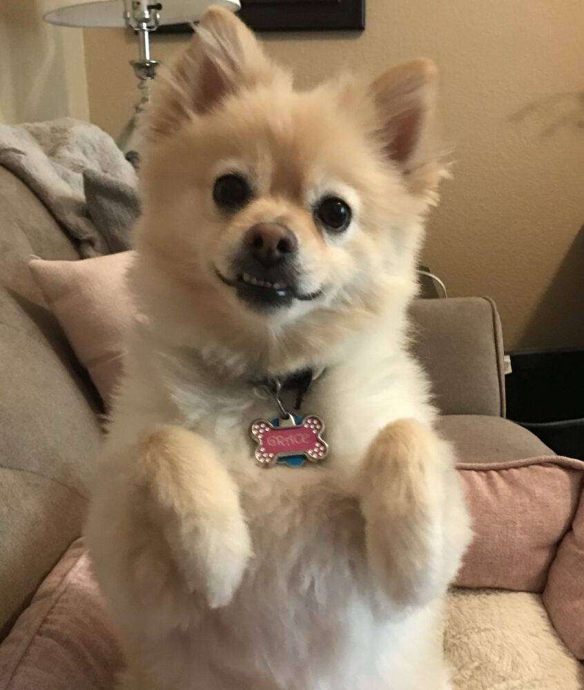Pomeranian Dog For Adoption in Georgetown TX