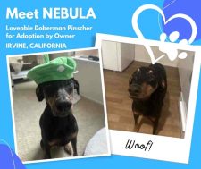 Photo Of Nebula Wearing A Green Beret. So French! She Is A Doberman Pinscher For Adoption In Irvine California