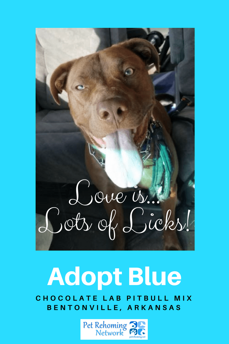Meet blue, a very handsome 1 year old chocolate labrador retriever pitbull mix dog looking for a special home within a reasonble distance of bentonville, arkansas. Blue is ready-to-love! He is fixed, up to date on shots, very healthy and house trained. He is a wonderful friend and companion. He is good with children and enjoys meeting new people. Vet records and supplies will be included. Adopt blue today! Text "blue" to (888) 833-2128 or email adoptblue@dog-lover. Us.