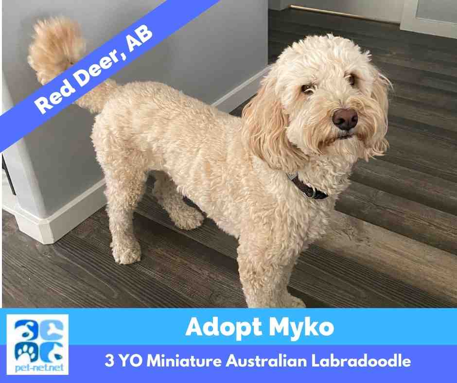 Photo of Myko, a blonde Miniature Australian Labradoodle dog for adoption in Red Deer Calgary Edmonton Alberta