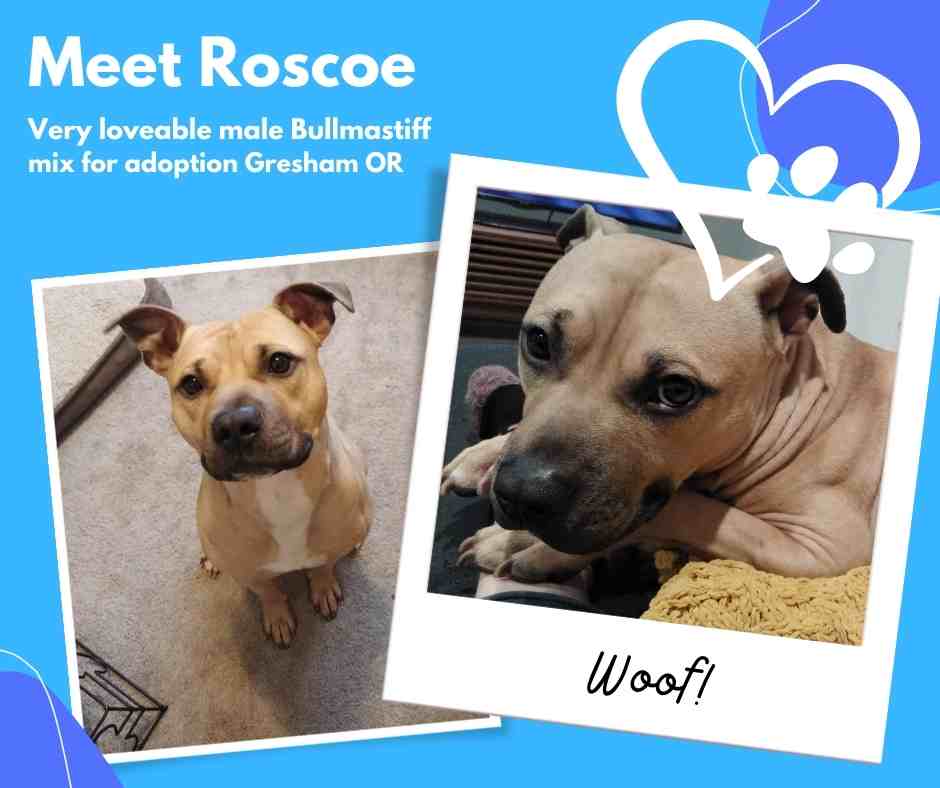 Roscoe a bullmastiff mix for adoption in gresham oregon