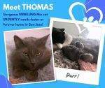 Thomas a longhaired gray nebelung mix cat for adoption in san jose