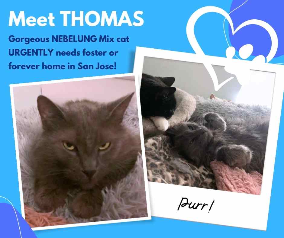Thomas a longhaired gray nebelung mix cat for adoption in san jose