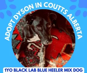 Black labrador retriever australian cattle dog mix dog for adoption near lethbridge in coutts, alberta